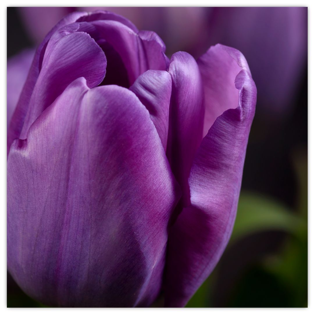 Skleněný obraz květů tulipánů (V020215V3030GD)