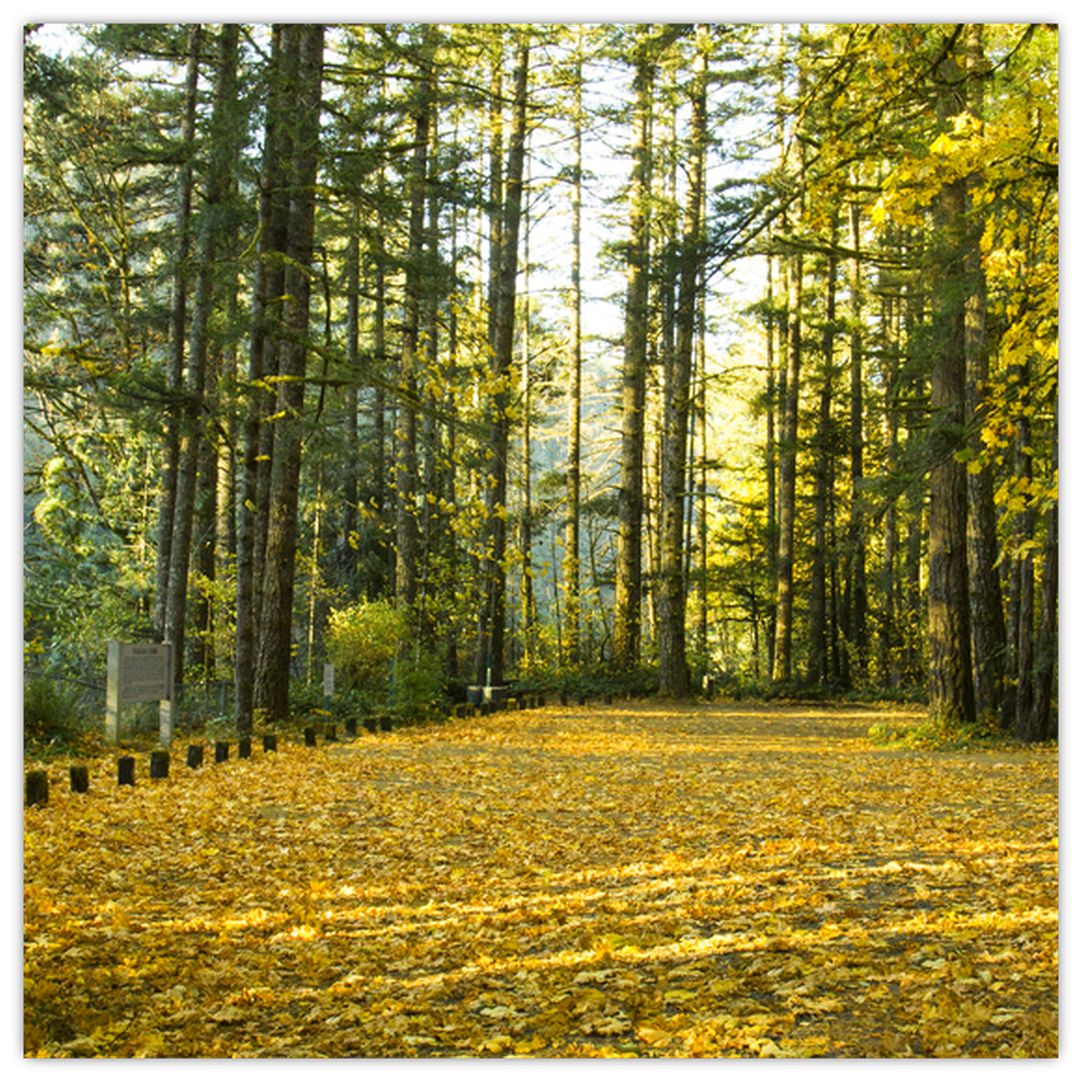 Skleněný obraz - les na podzim (V020218V3030GD)