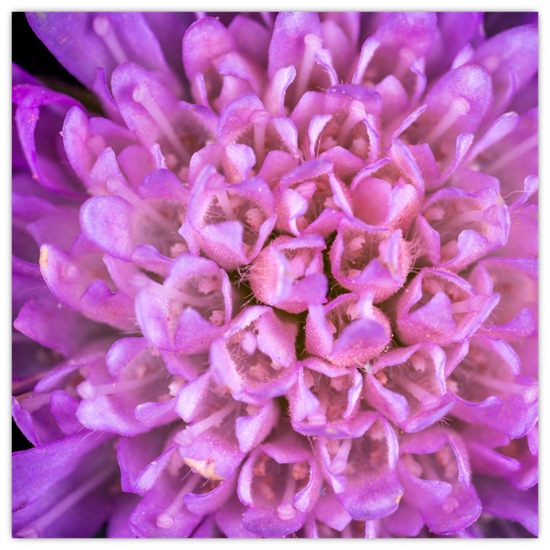 Detailní obraz květu (V020318V3030GD)