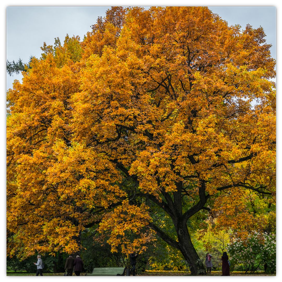 Skleněný obraz stromu (V020324V3030GD)