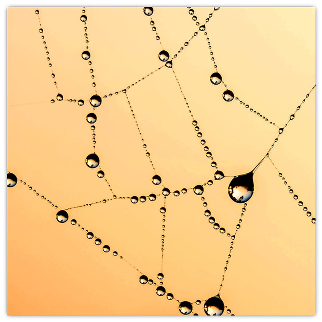 Skleněný obraz orosené pavučiny (V020356V3030GD)