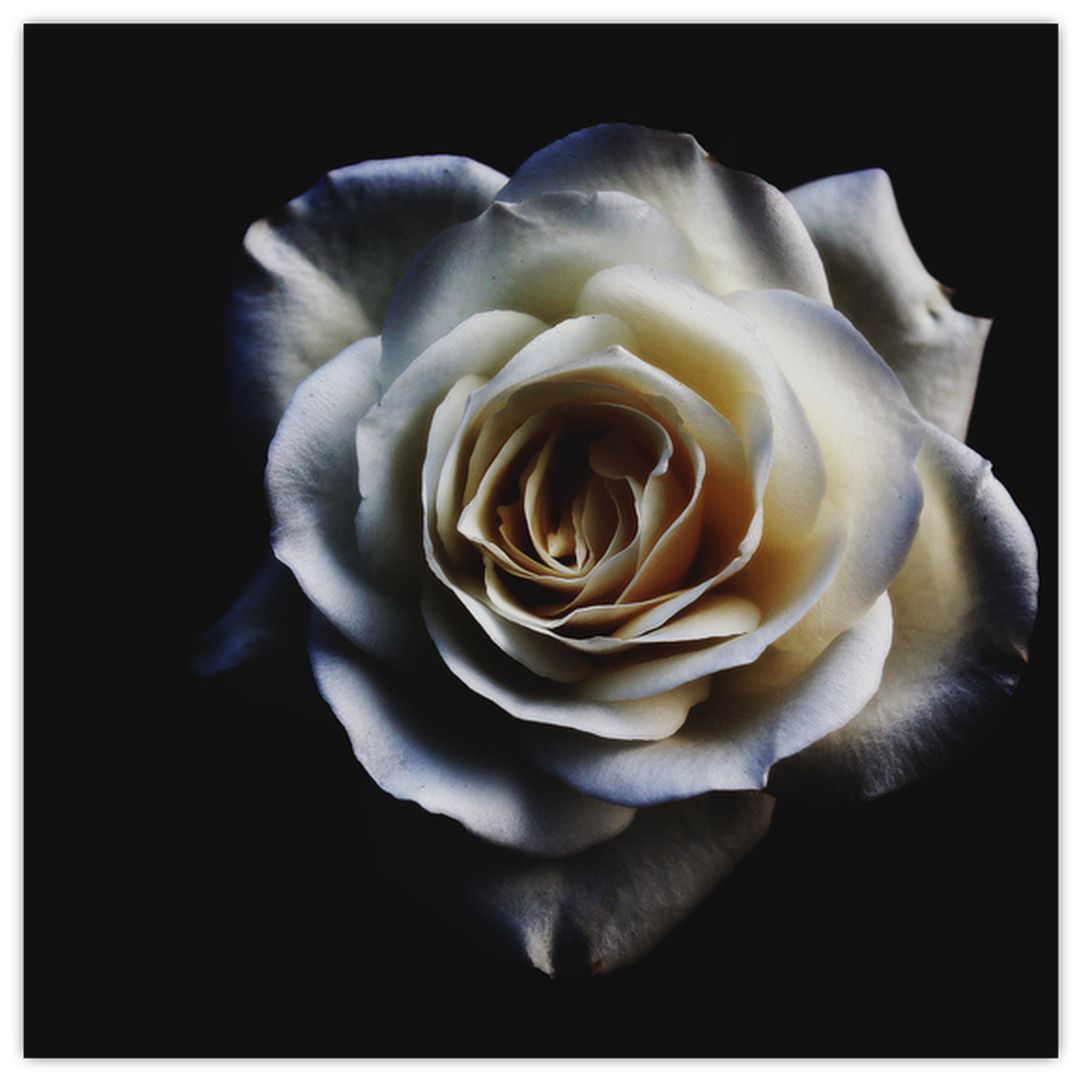 Skleněný obraz bílé růže (V020370V3030GD)