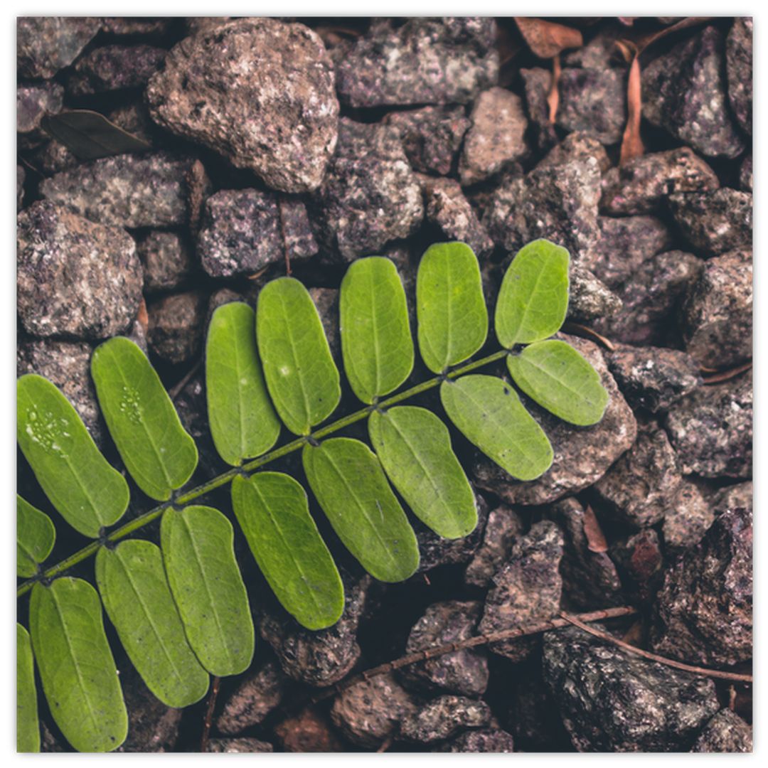 Skleněný obraz zelené rostliny (V020371V3030GD)