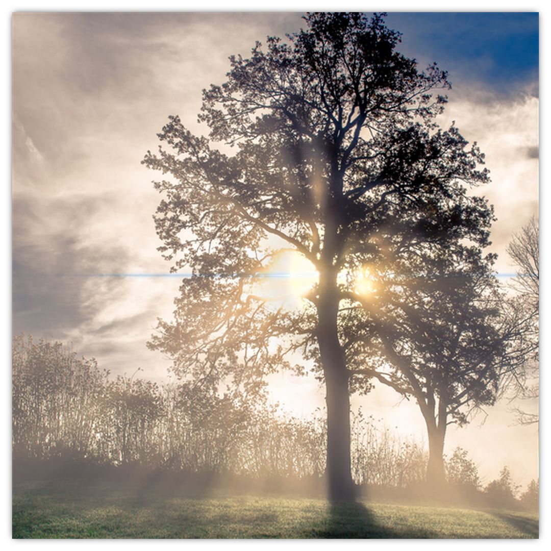 Skleněný obraz stromu v mlze (V020378V3030GD)