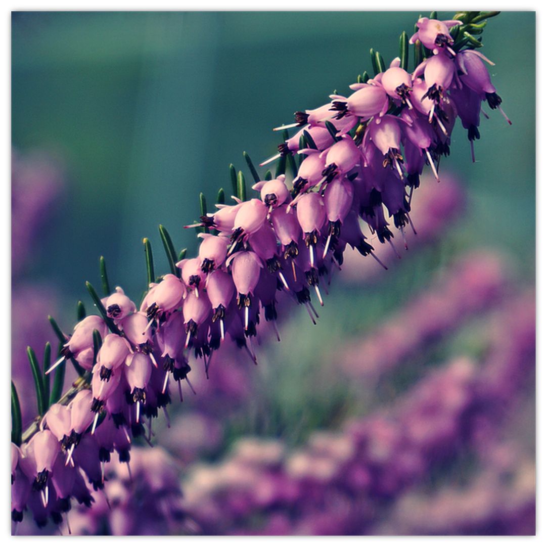 Skleněný obraz fialové květiny (V020421V3030GD)