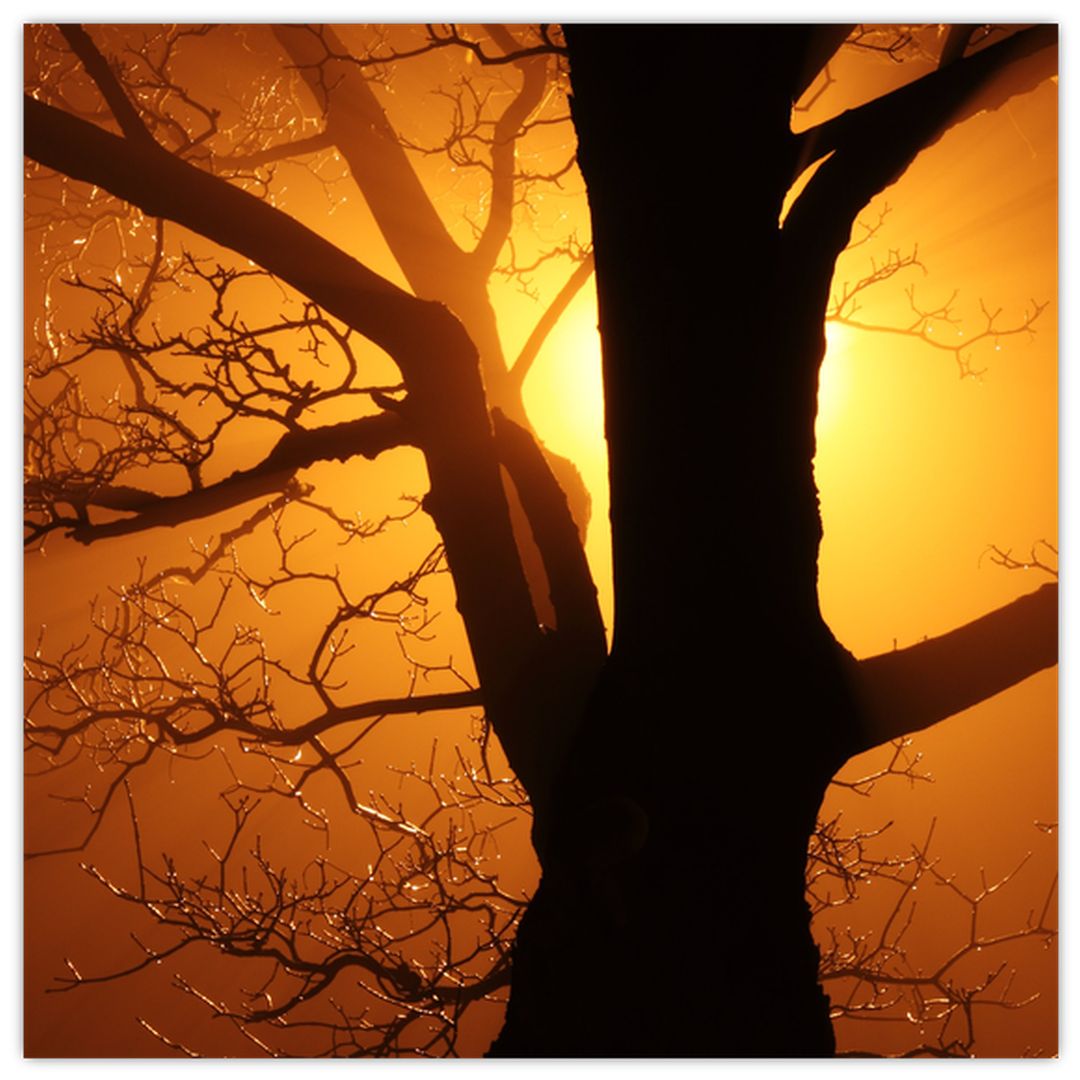 Skleněný obraz stromu v západu slunce (V020431V3030GD)