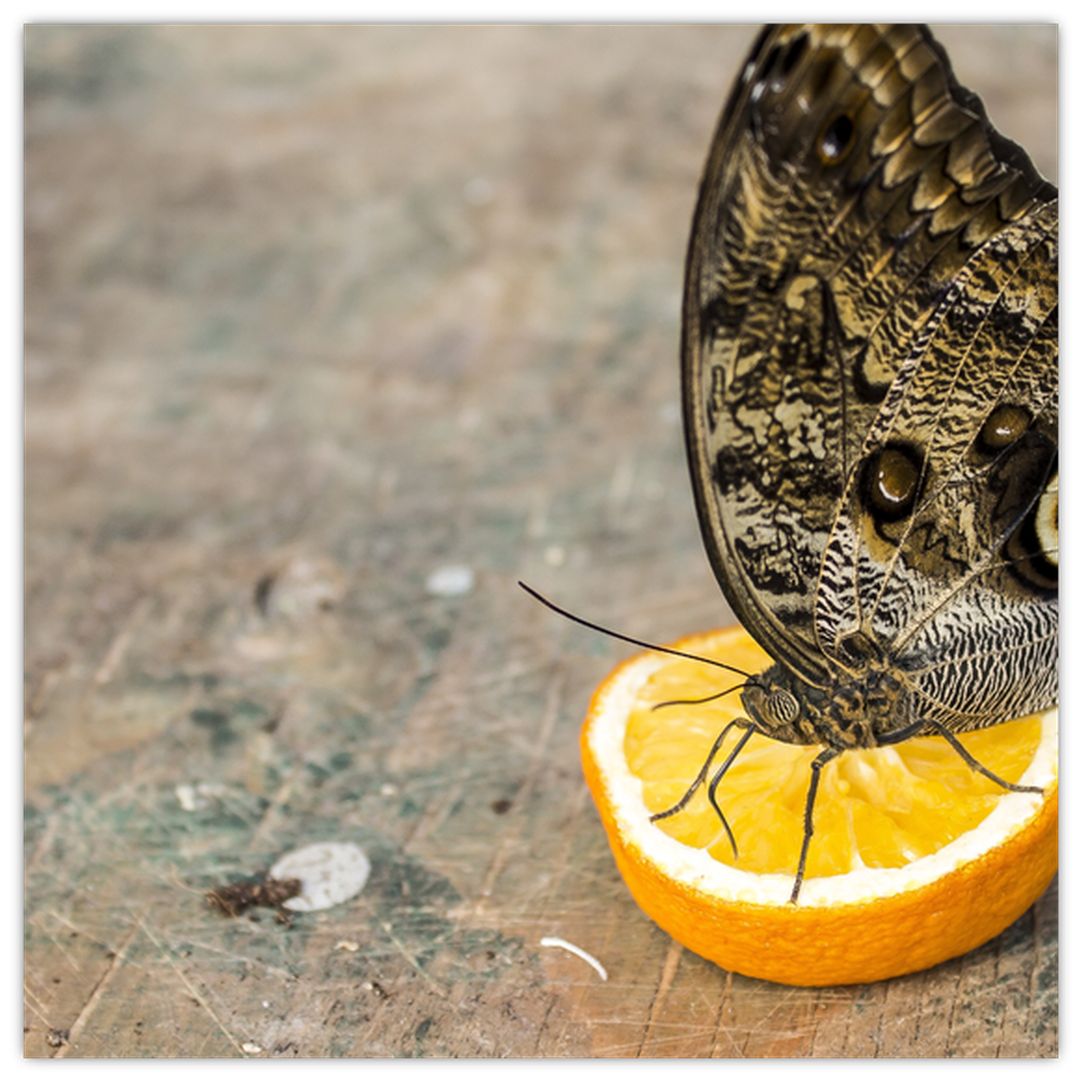 Skleněný obraz motýla (V020454V3030GD)