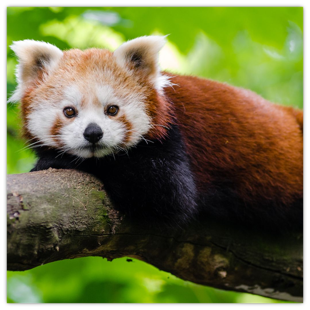 Skleněný obraz pandy červené (V020455V3030GD)