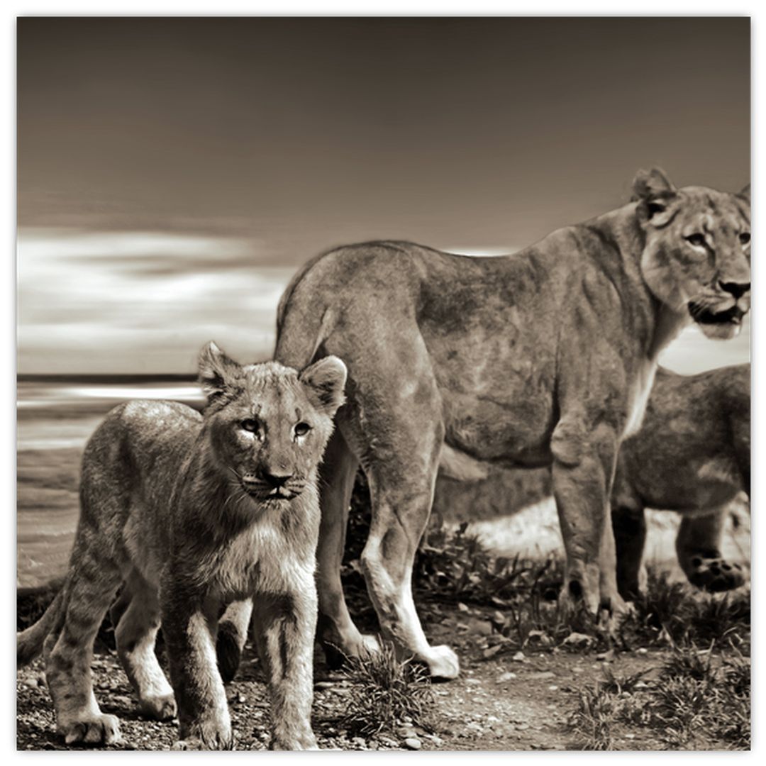 Skleněný obraz černobílých lvů (V020475V3030GD)