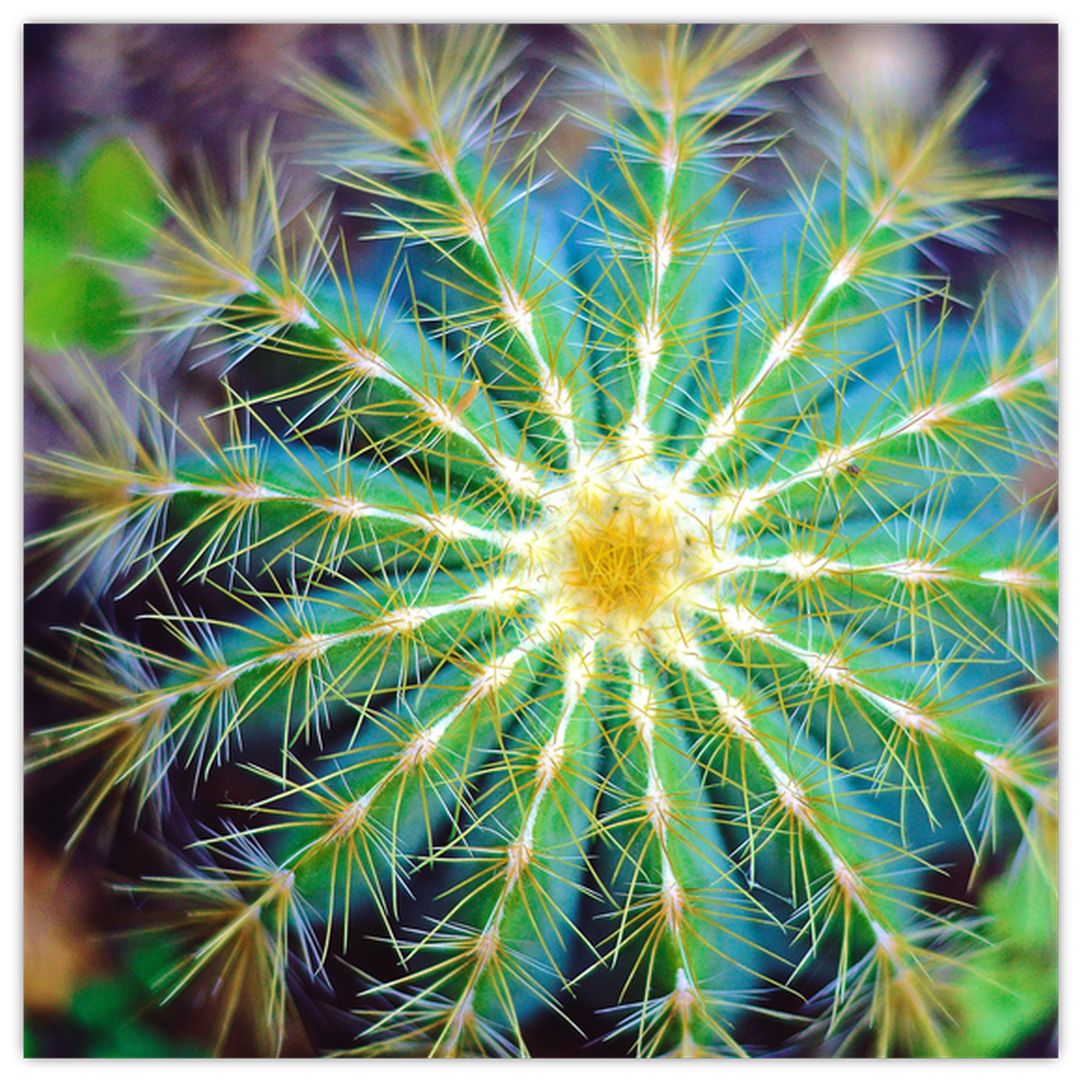 Skleněný obraz kaktusu (V020556V3030GD)