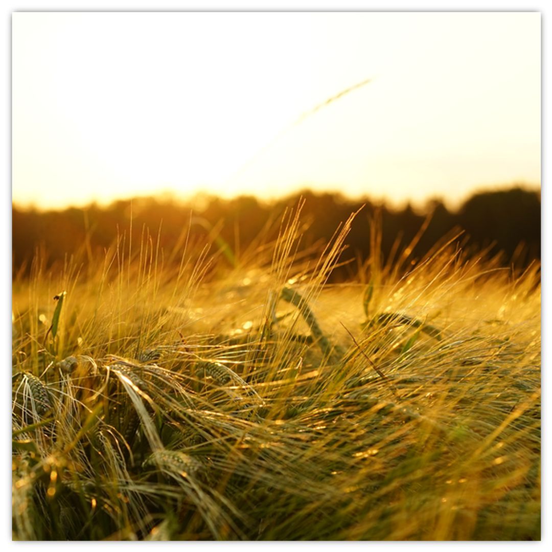Skleněný obraz orosené trávy (V020584V3030GD)