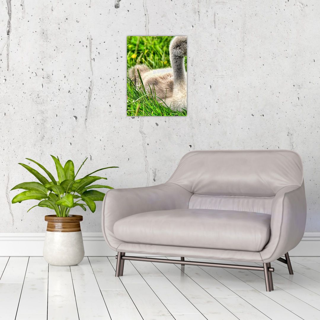 Obraz - malá labuť v trávě (V020585V3040)