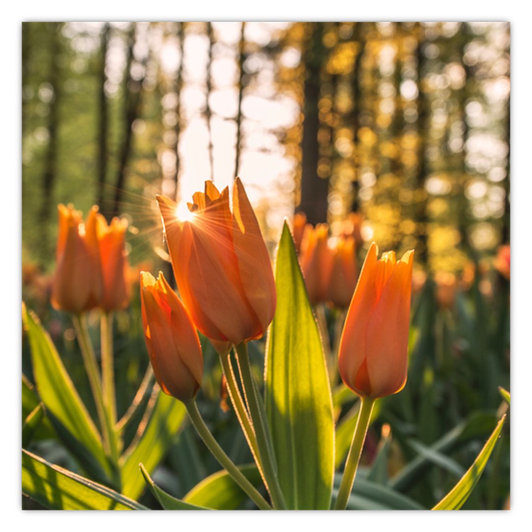Obraz - oranžové tulipány (V020552V4040)