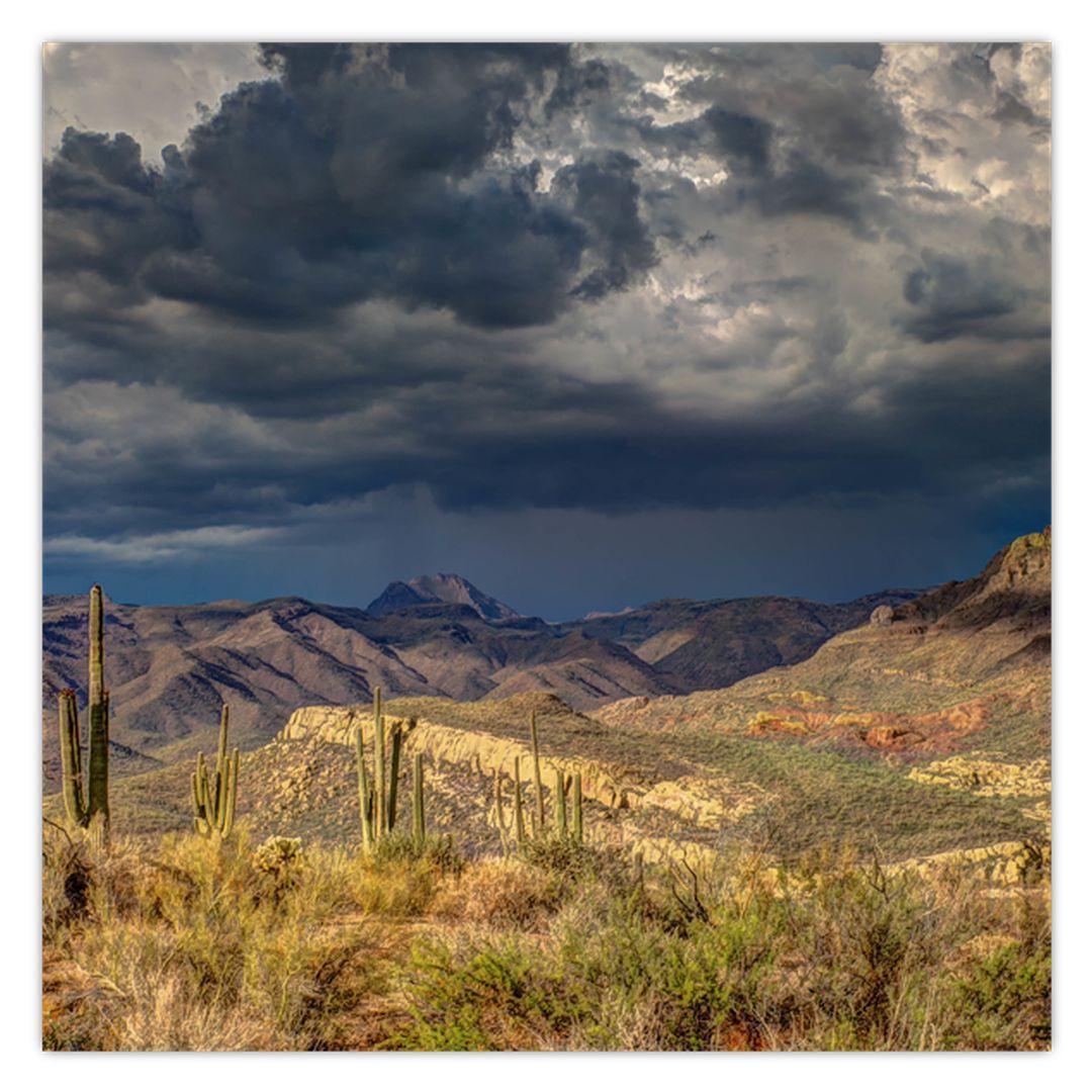 Obraz - kaktusy v přírodě (V020557V4040)