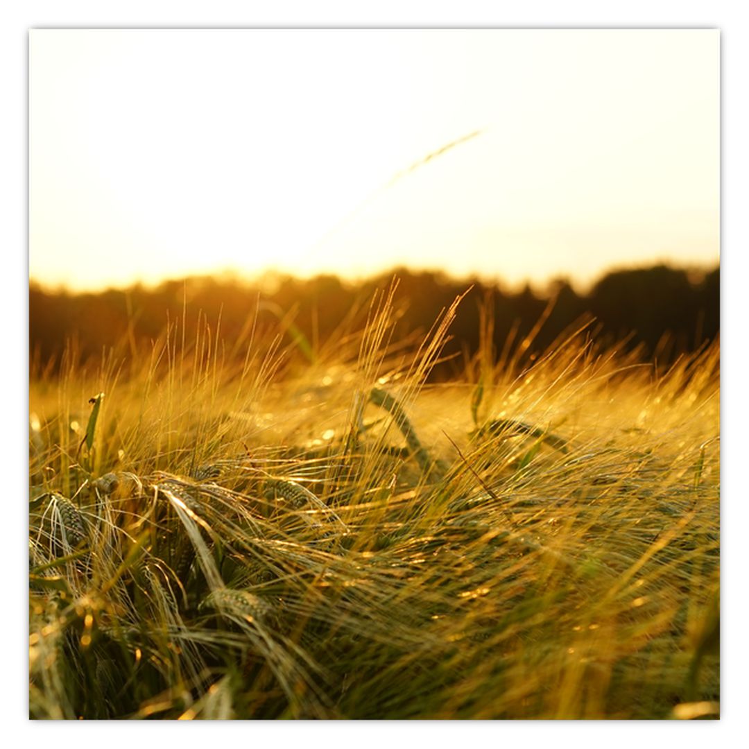 Obraz orosené trávy (V020584V4040)