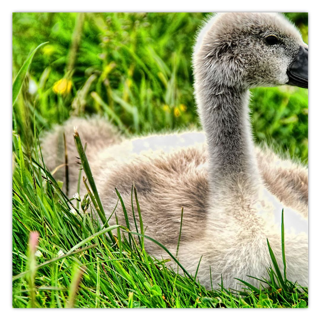 Obraz - malá labuť v trávě (V020585V4040)