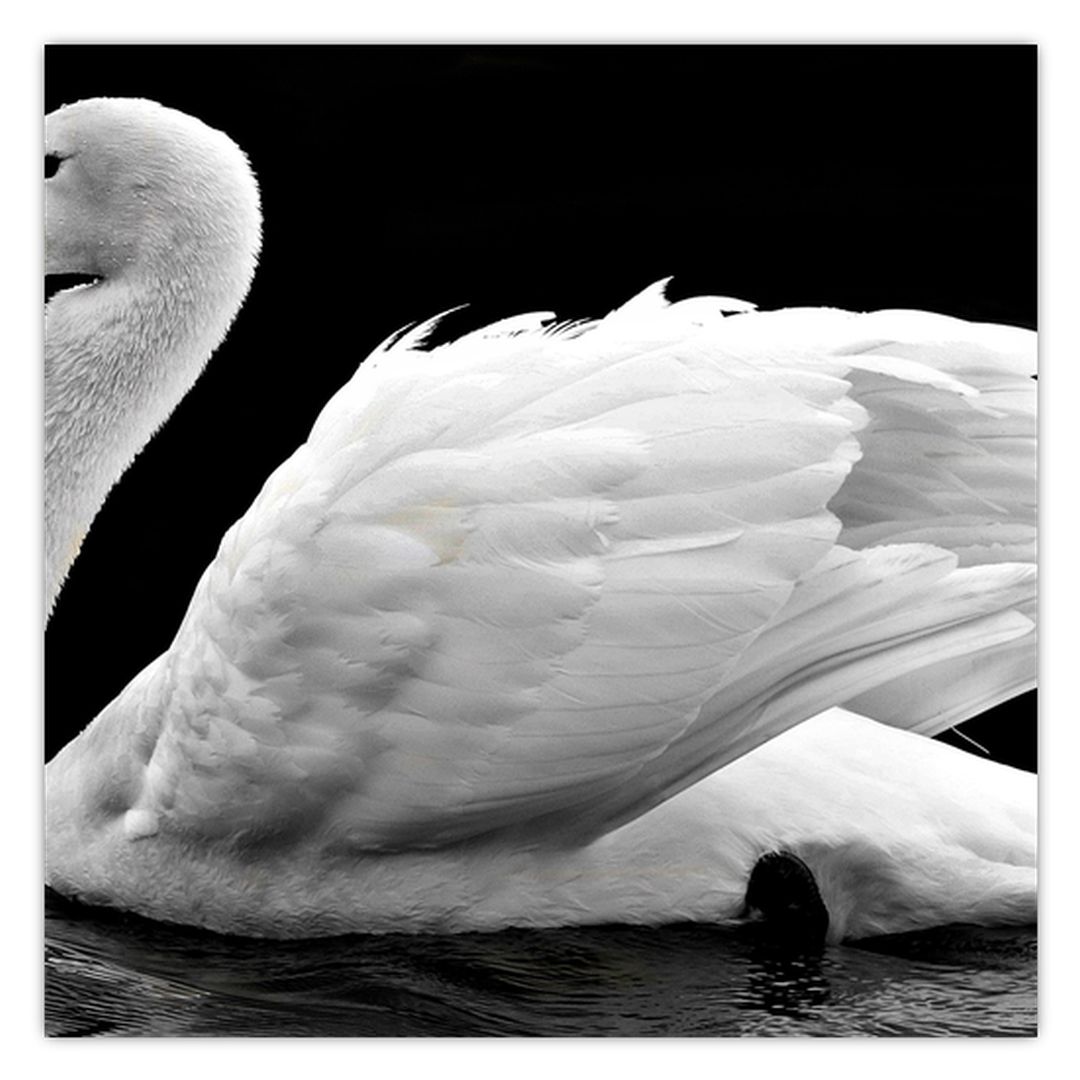 Obraz černobílé labutě (V020586V4040)