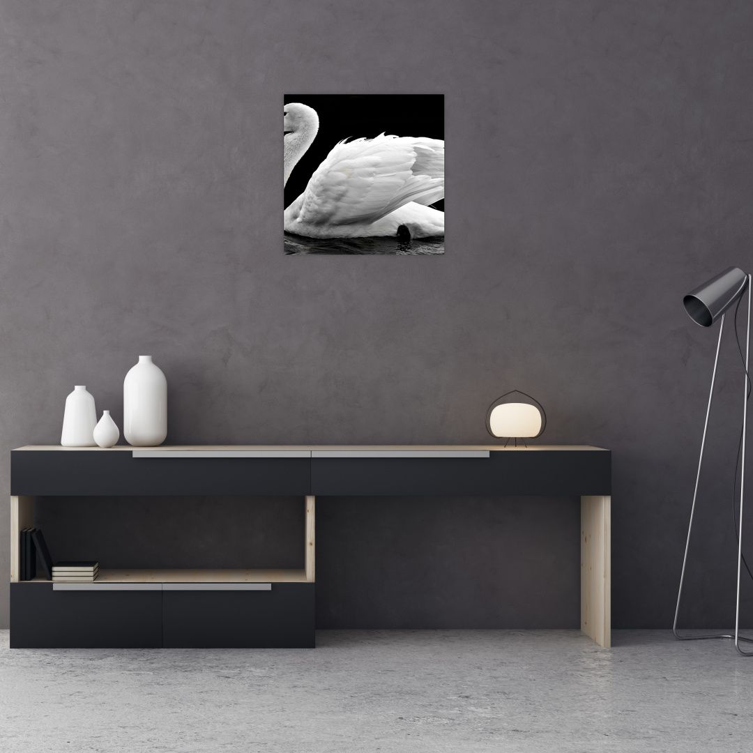 Obraz černobílé labutě (V020586V4040)