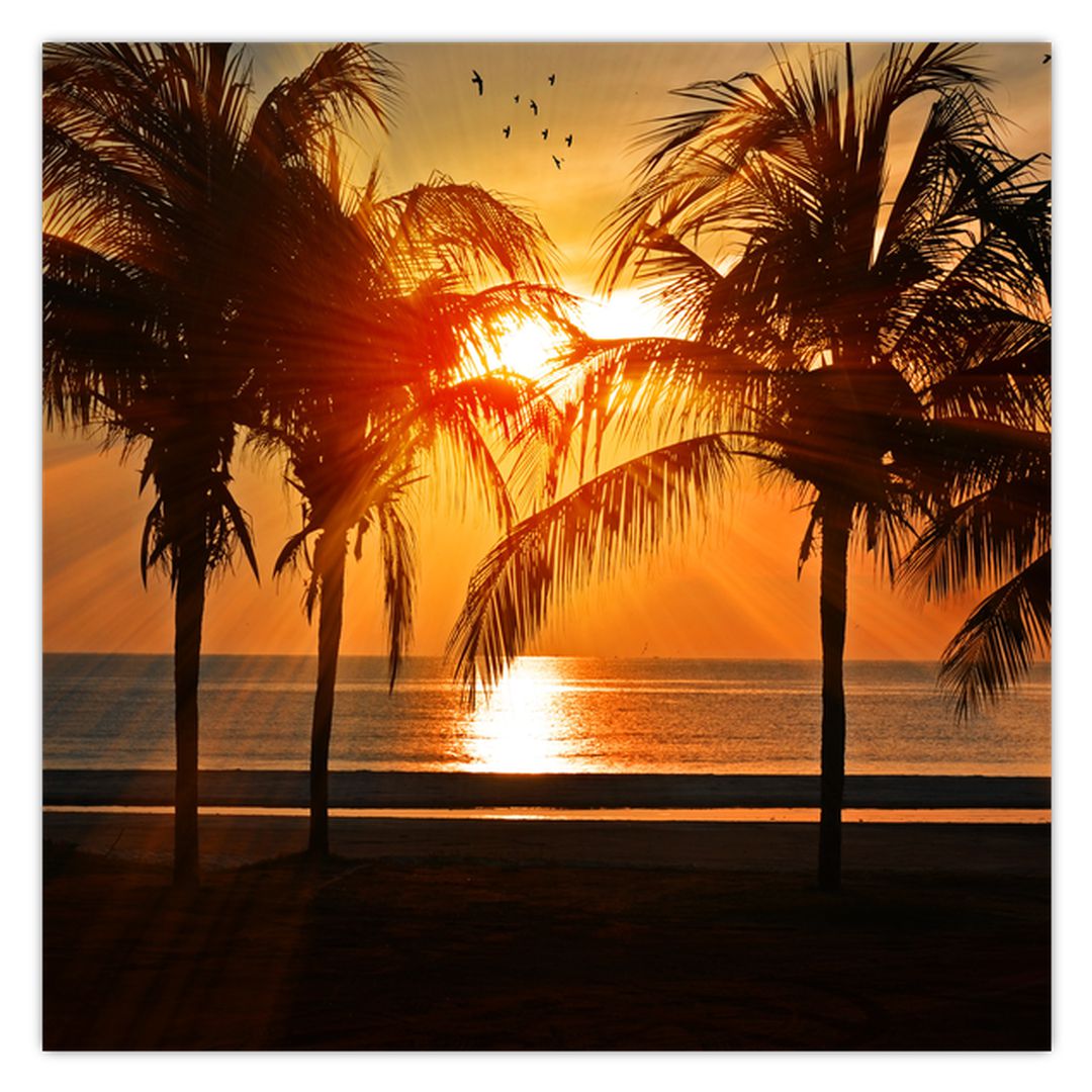 Obraz palmy v západu slunce (V020622V4040)