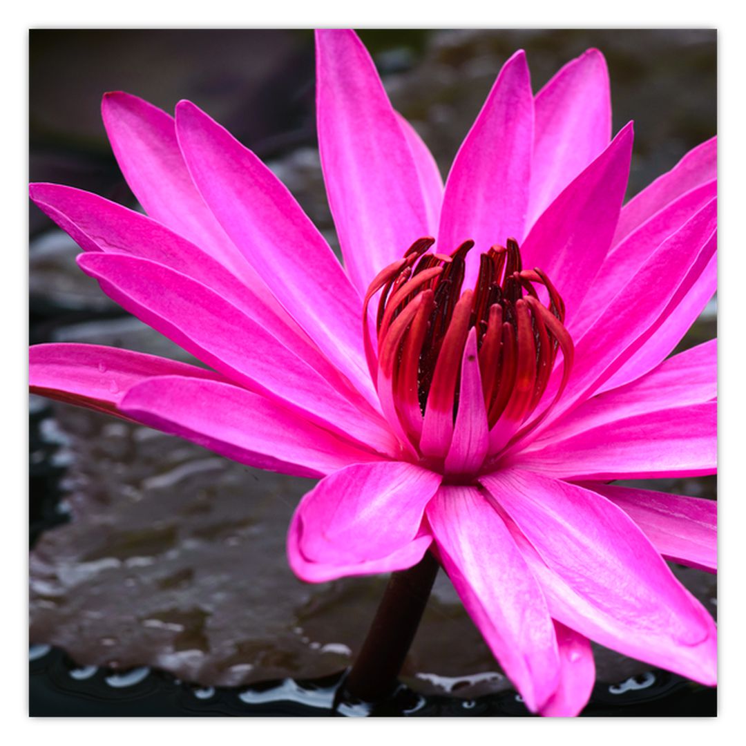 Obraz - růžový květ (V020636V4040)