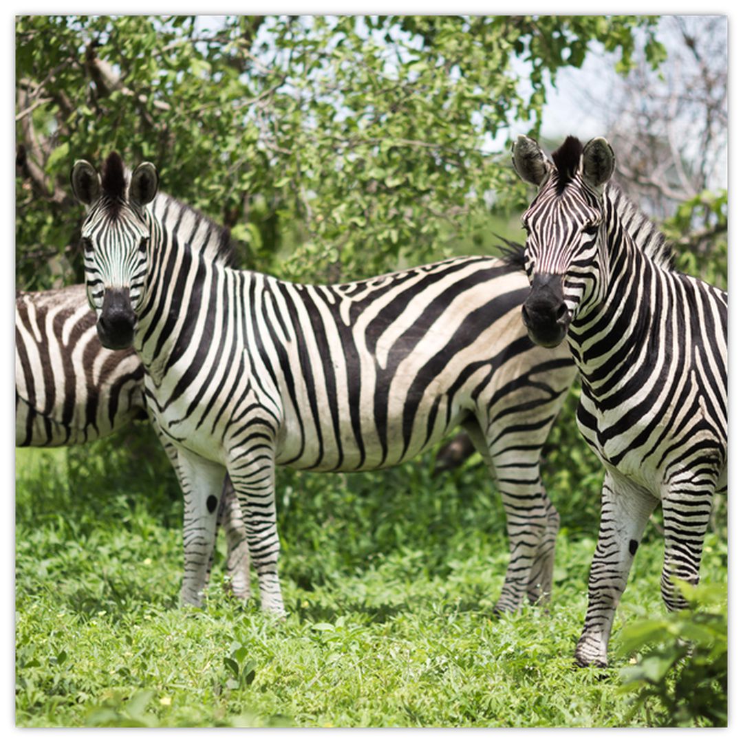 Obraz s zebrami (V020921V4040)