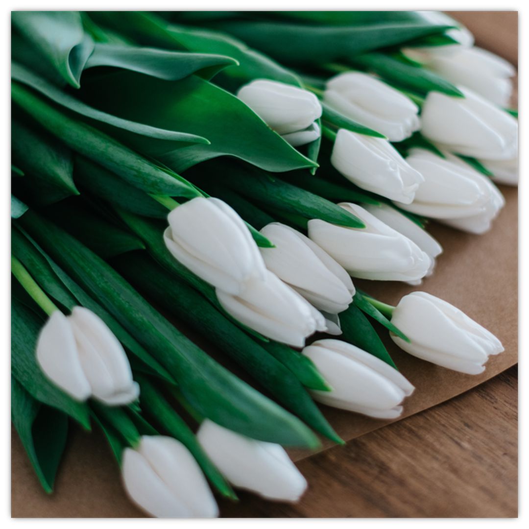 Obraz kytice bílých tulipánů (V020922V4040)