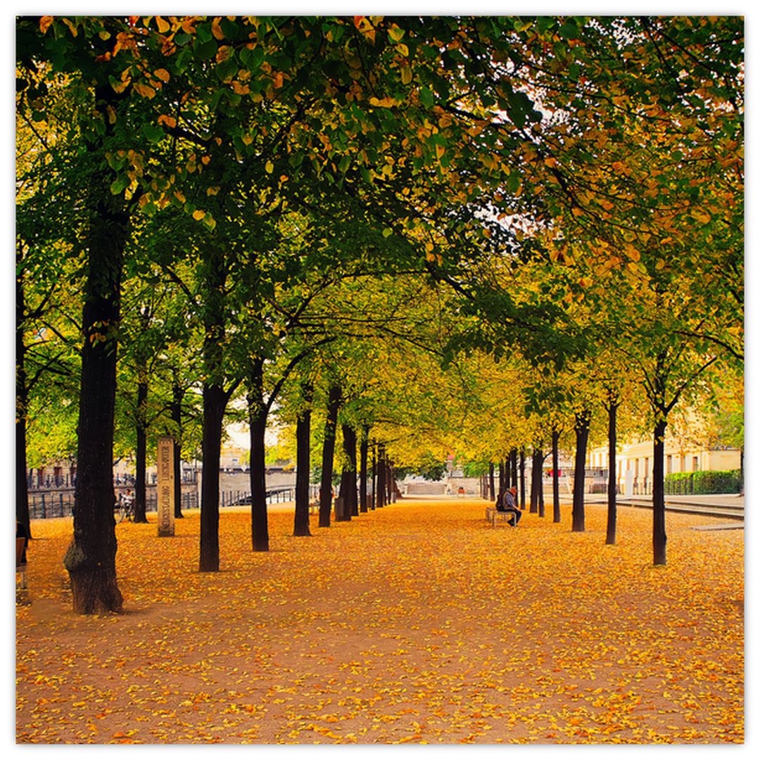 Obraz aleje podzimních stromů (V020953V4040)