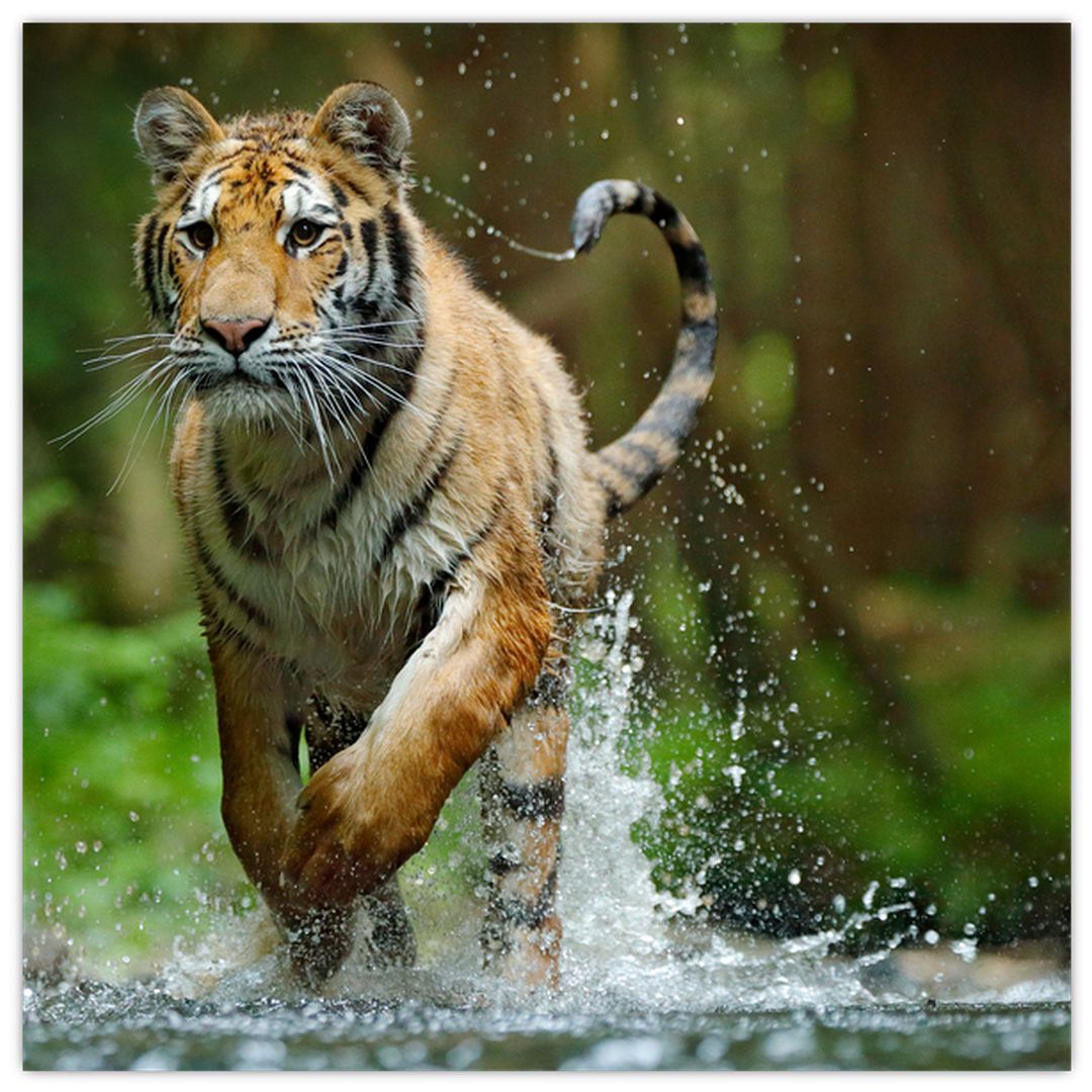 Obraz běžícího tygra (V020979V4040)