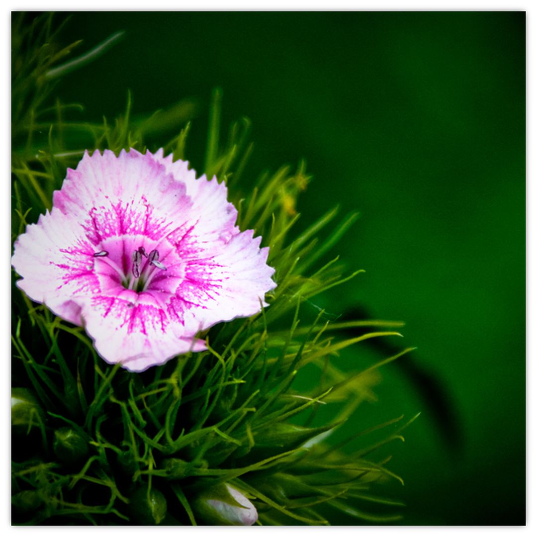 Obraz růžového květu (V020990V4040)