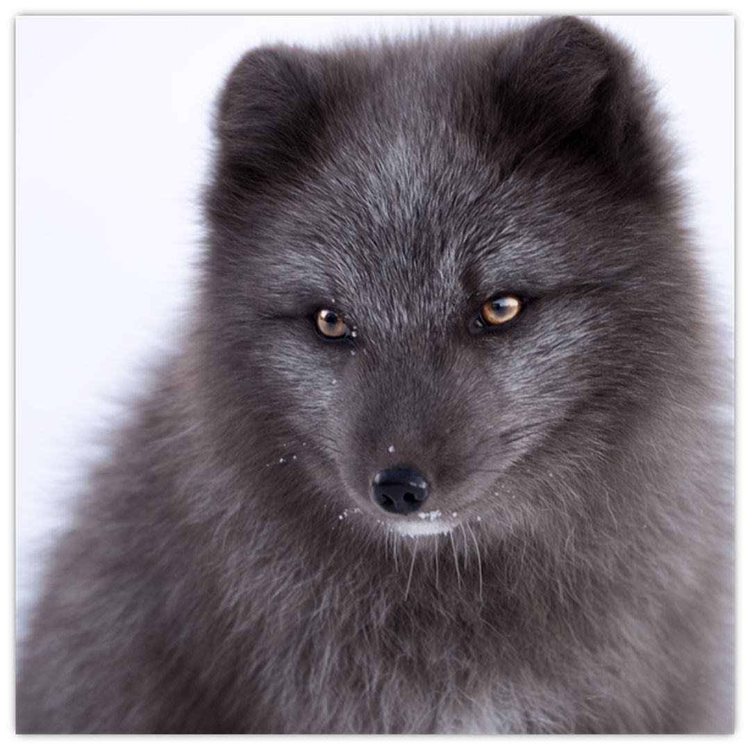 Obraz sněžné lišky (V021000V4040)