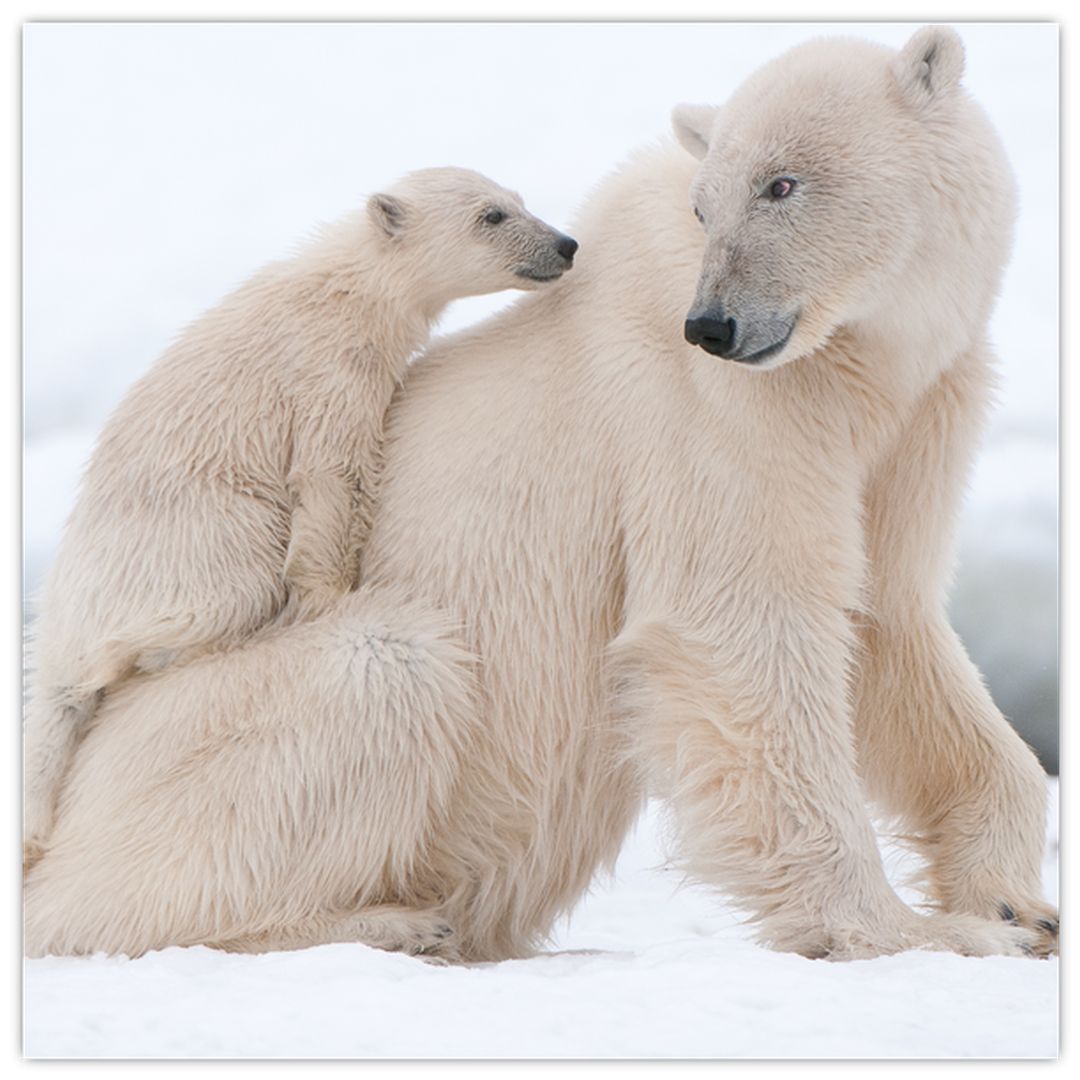 Obraz - Lední medvědi (V022334V4040)