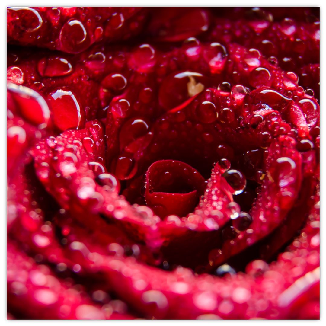 Skleněný obraz květu červené růže (V020009V4040GD)