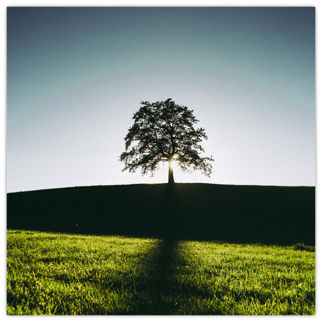 Skleněný obraz přírody - strom (V020162V4040GD)
