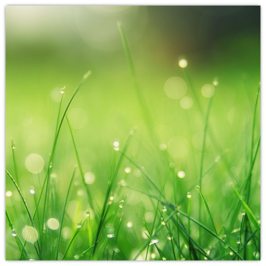 Skleněný obraz - rosa na trávě (V020169V4040GD)