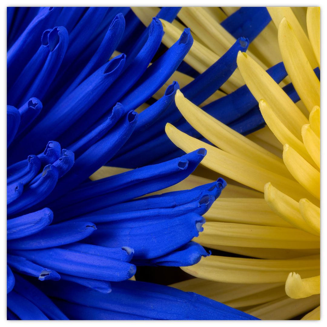 Skleněný obraz - detail květů (V020173V4040GD)