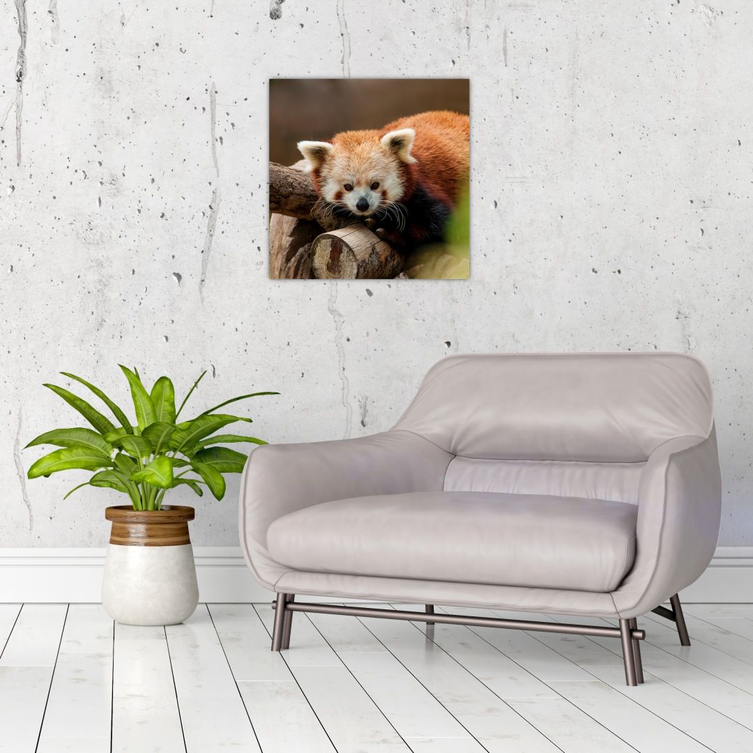 Skleněný obraz pandy červené (V020184V4040GD)