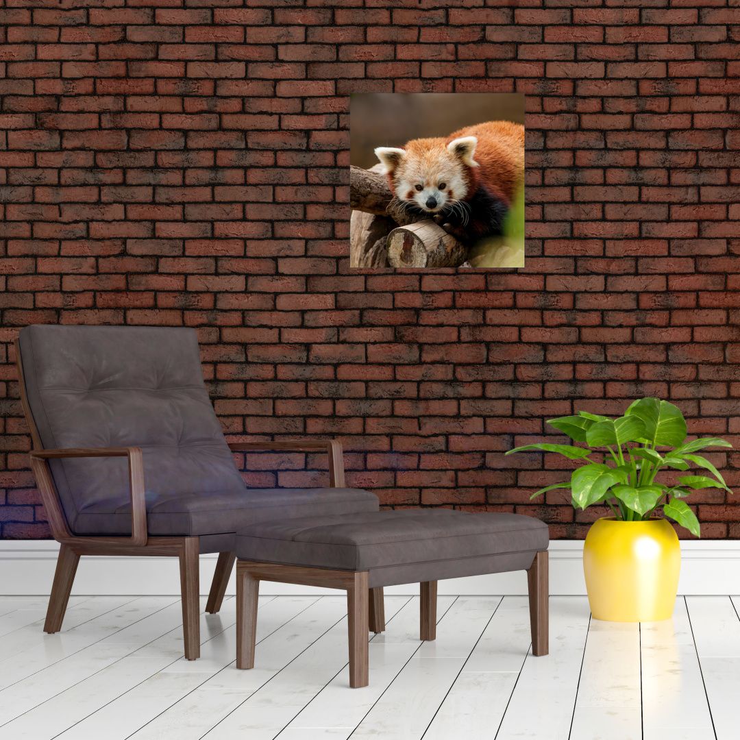 Skleněný obraz pandy červené (V020184V4040GD)