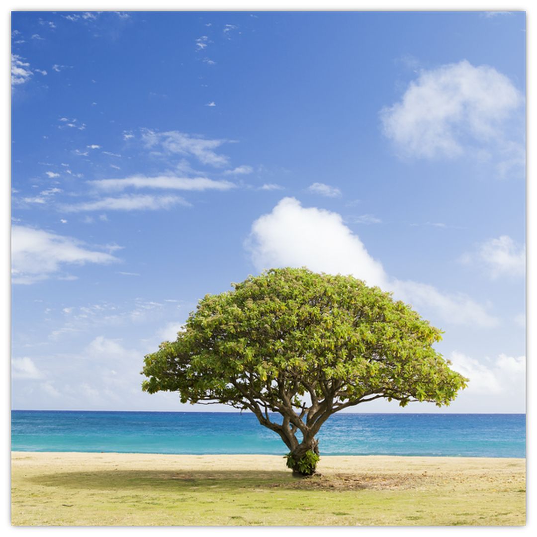 Skleněný obraz pláže se stromem (V020200V4040GD)