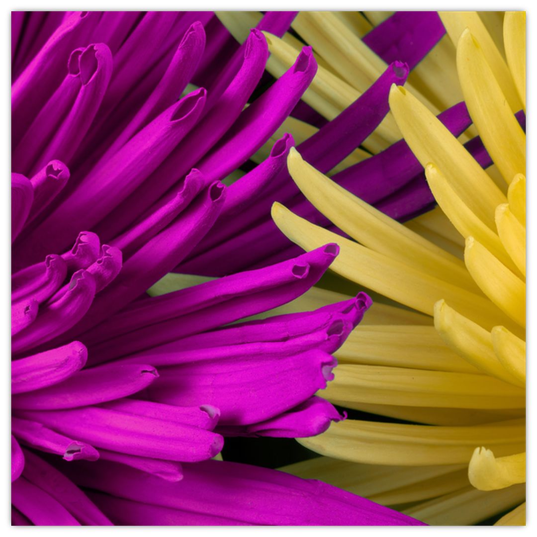 Skleněný obraz - detail květů (V020201V4040GD)