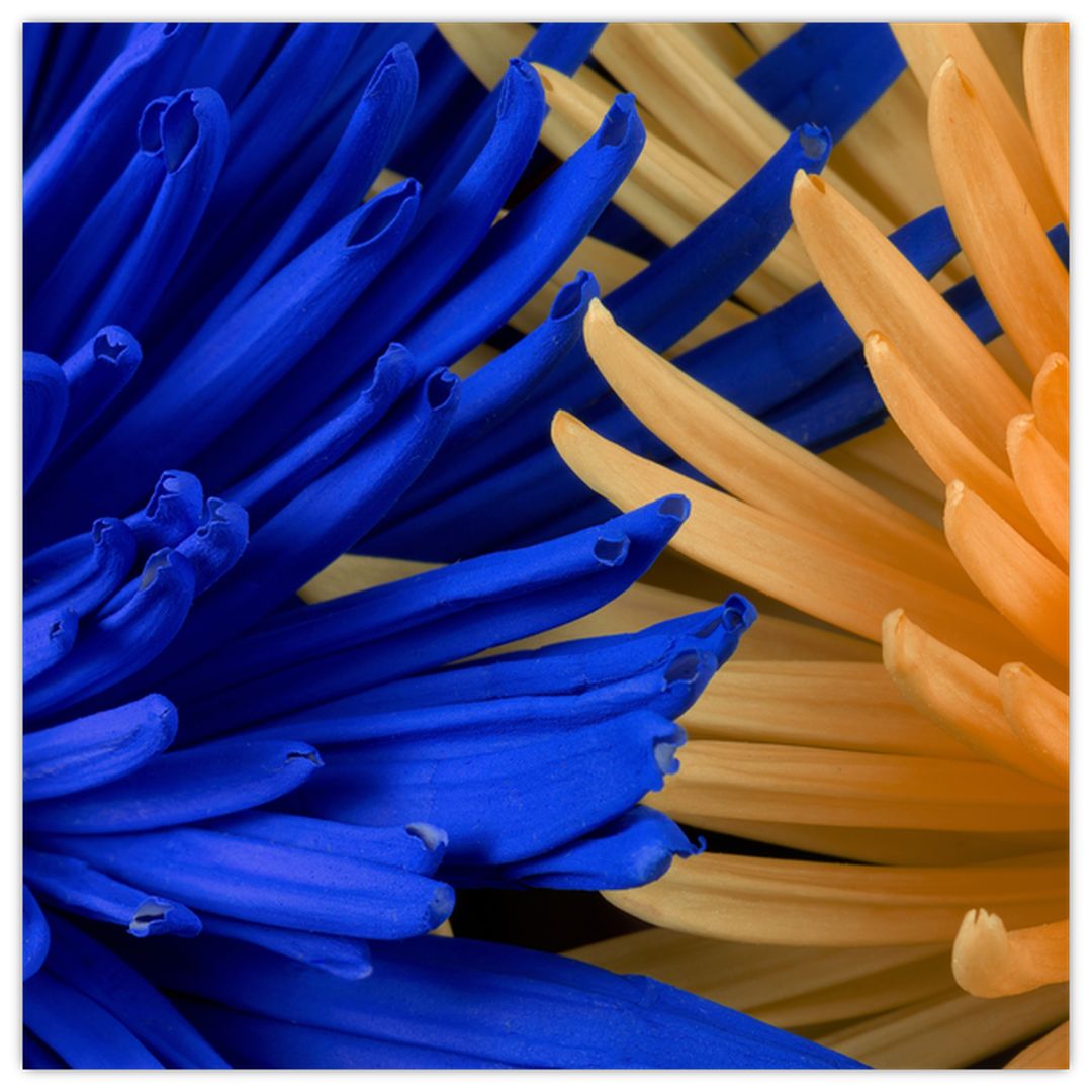 Detailní obraz květů (V020203V4040GD)