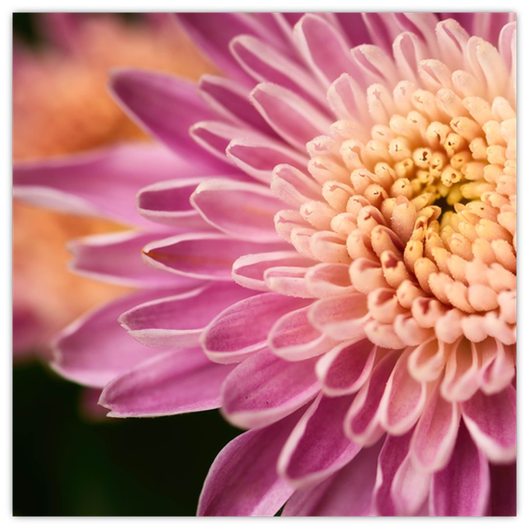 Detailní obraz květu (V020238V4040GD)