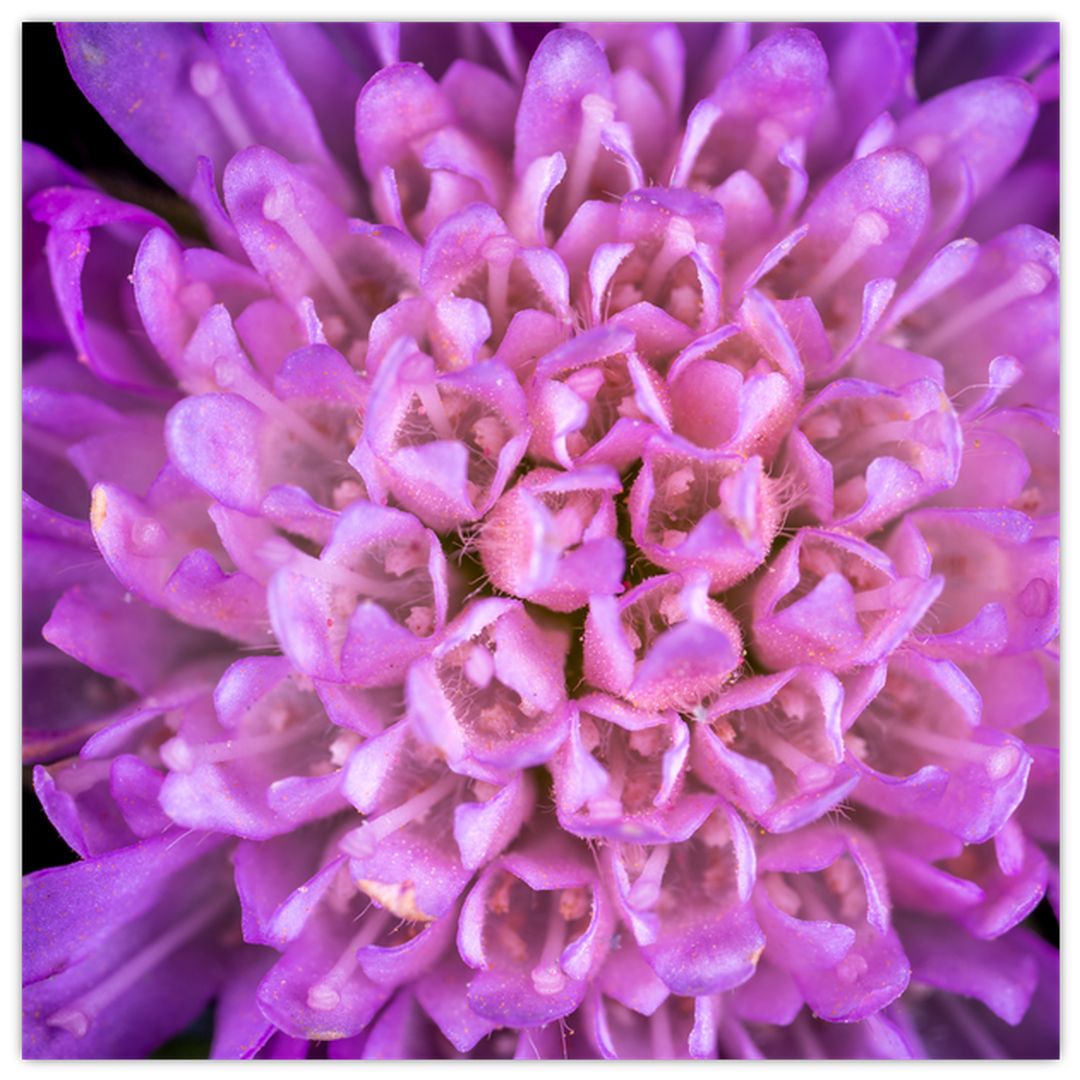 Detailní obraz květu (V020318V4040GD)