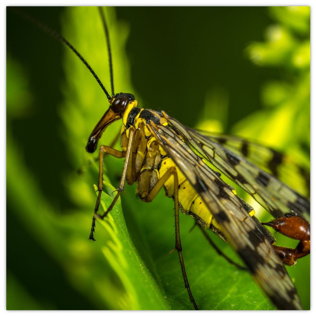 Skleněný obraz hmyzu (V020326V4040GD)