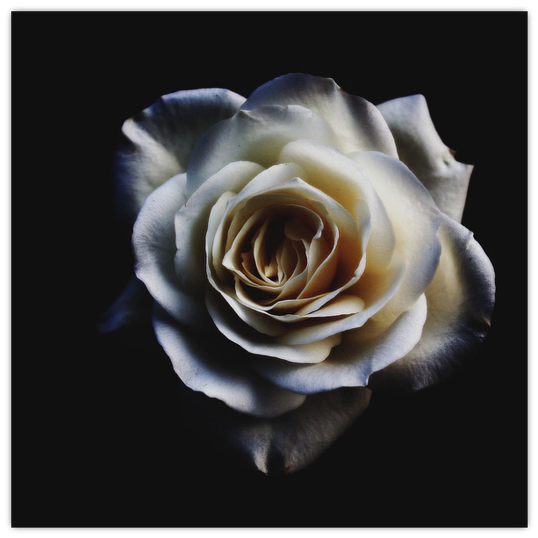 Skleněný obraz bílé růže (V020370V4040GD)