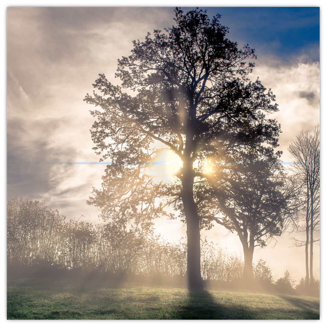 Skleněný obraz stromu v mlze (V020378V4040GD)