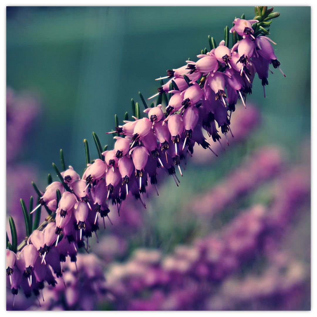 Skleněný obraz fialové květiny (V020421V4040GD)