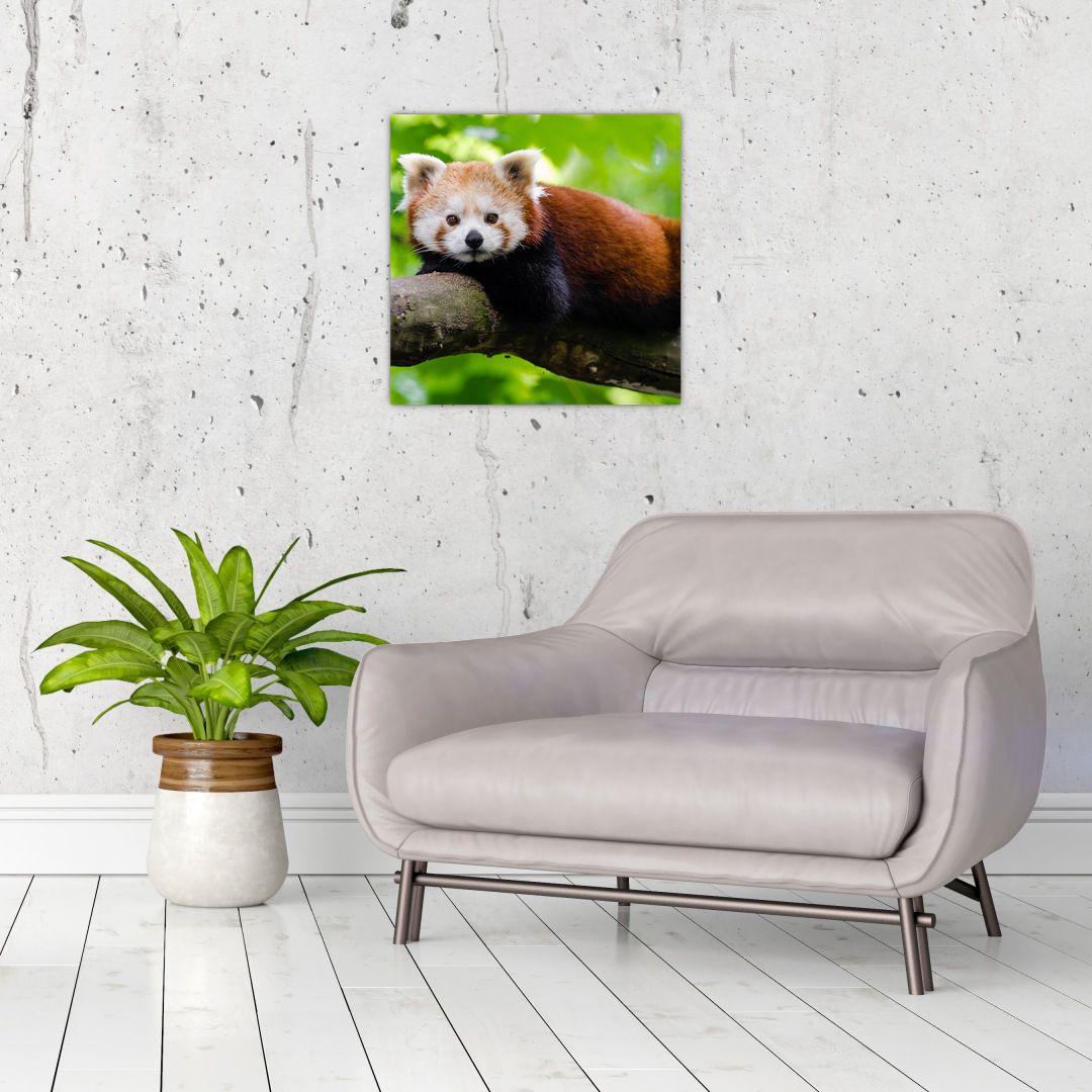 Skleněný obraz pandy červené (V020455V4040GD)