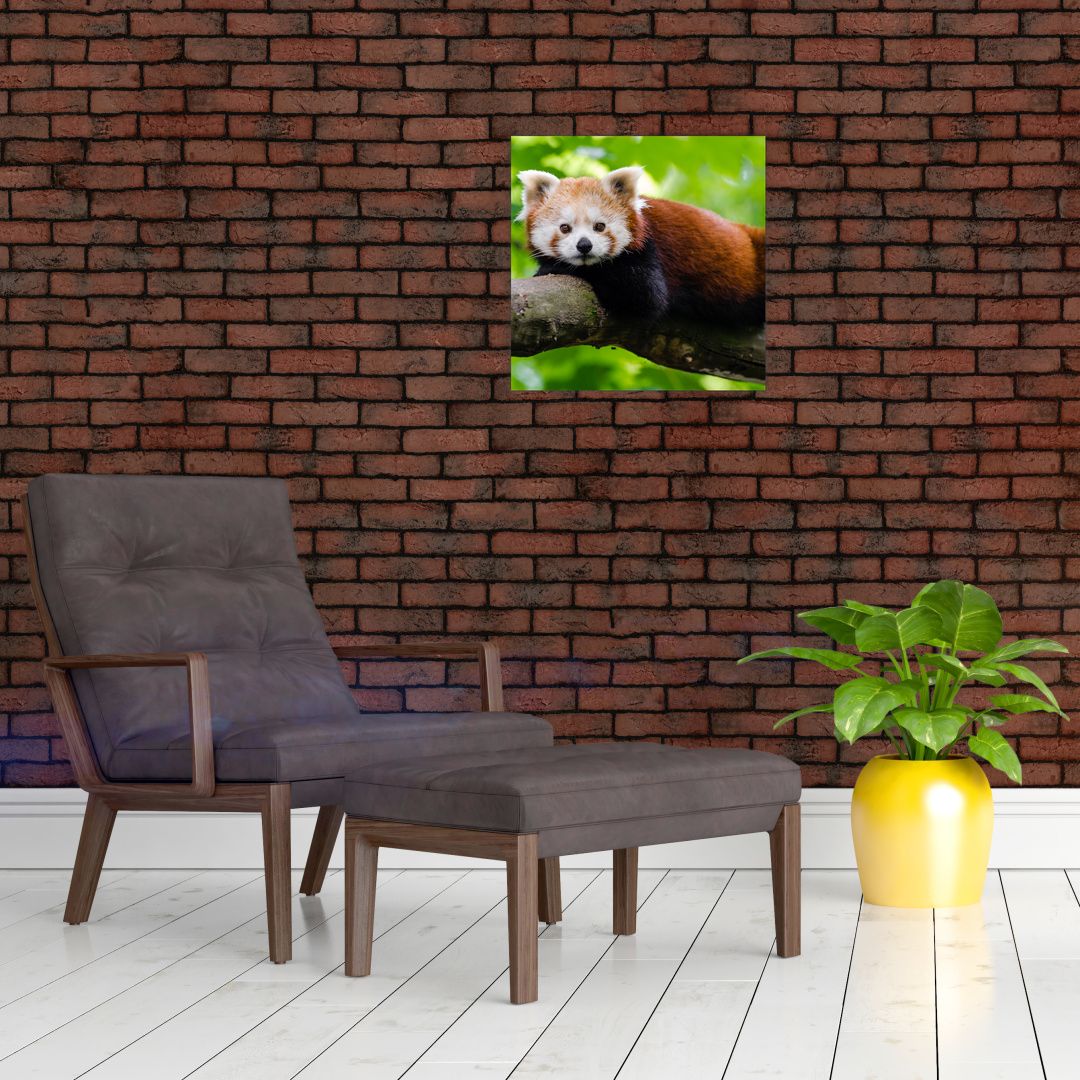Skleněný obraz pandy červené (V020455V4040GD)