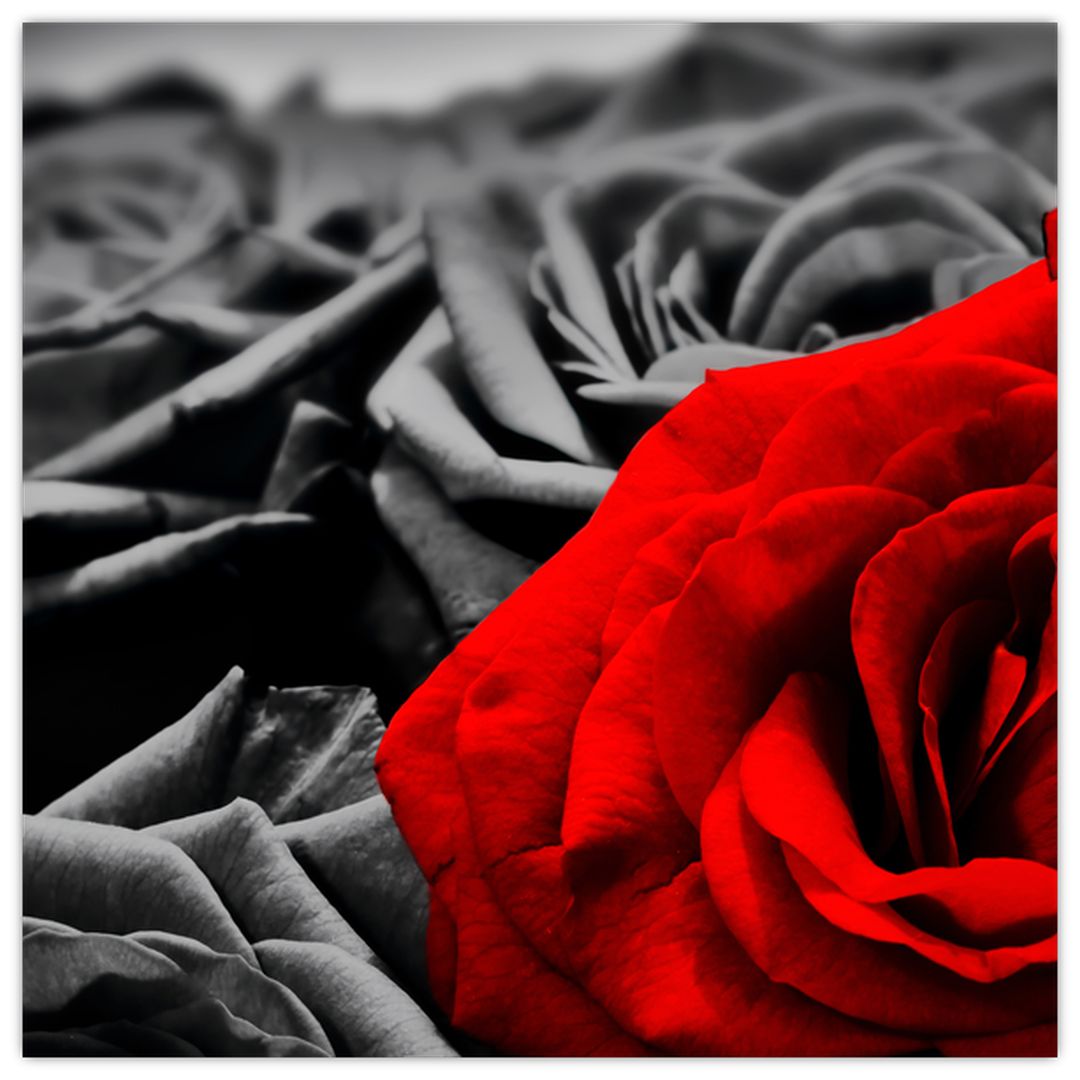 Tablou pe sticlă - Flori de trandafir (V021975V4040GD)