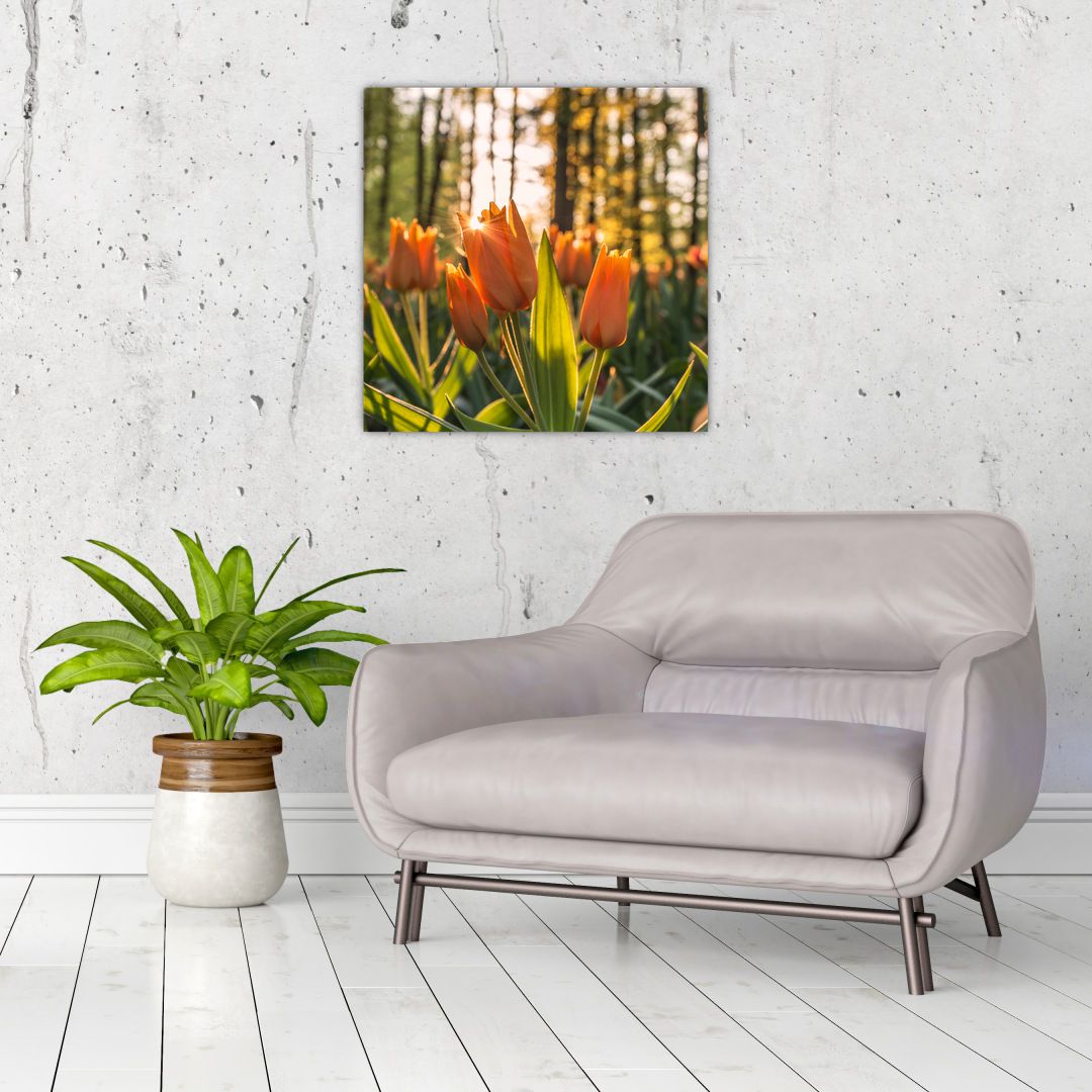 Obraz - oranžové tulipány (V020552V5050)